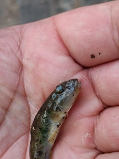 マハゼの釣果