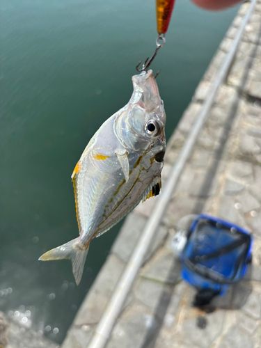 ボラの釣果