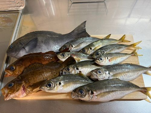 アジの釣果