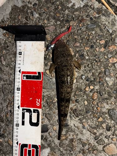 マゴチの釣果