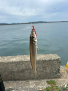 シロギスの釣果