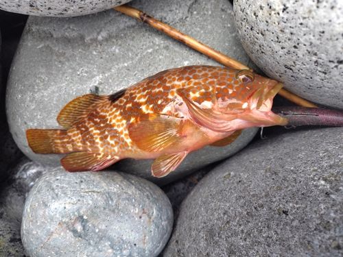 キジハタの釣果