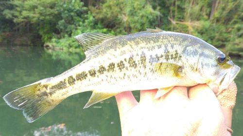 ラージマウスバスの釣果