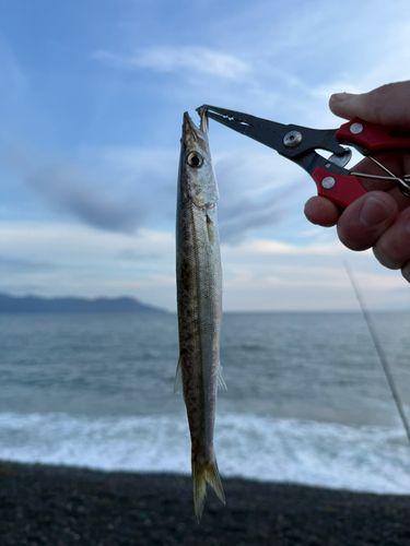 カマスの釣果