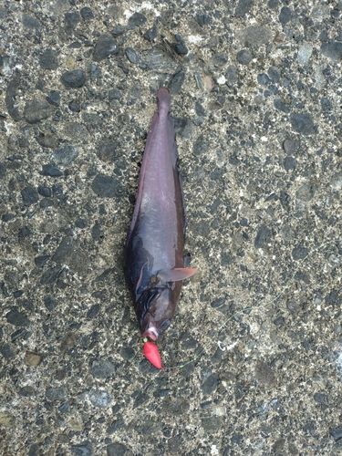 ドンコの釣果