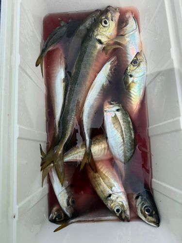 アジの釣果