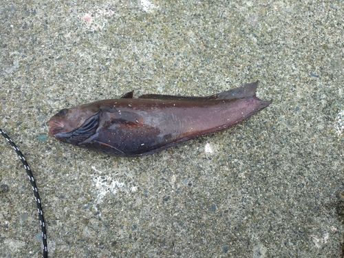 ドンコの釣果