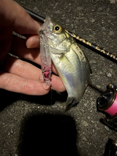 セイゴ（マルスズキ）の釣果