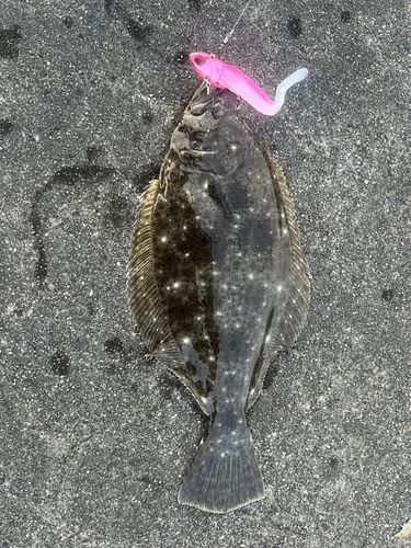 ヒラメの釣果