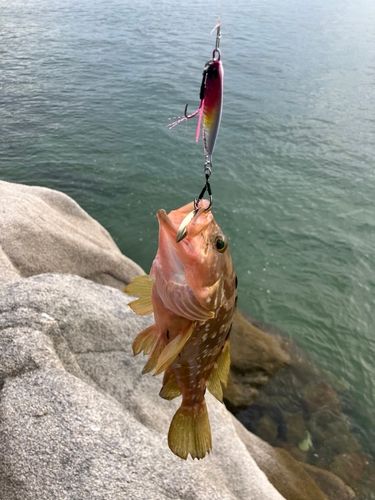 アコウの釣果