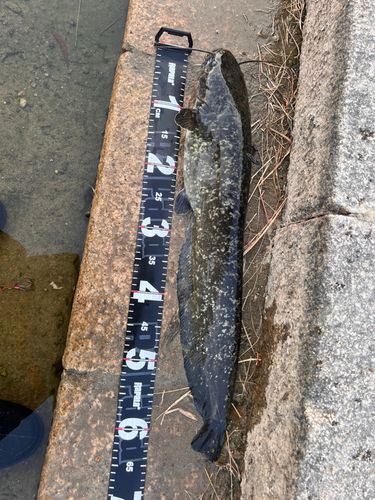 ナマズの釣果
