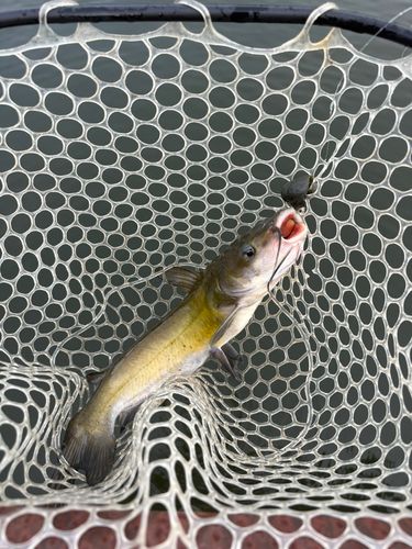 アメリカナマズの釣果