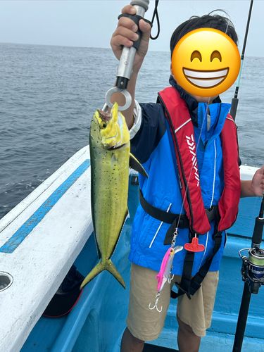シイラの釣果