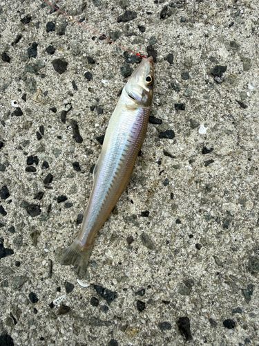 キスの釣果