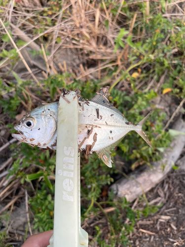 メッキの釣果