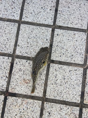 フグの釣果