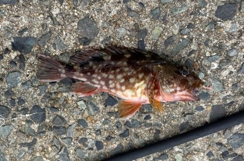 カサゴの釣果