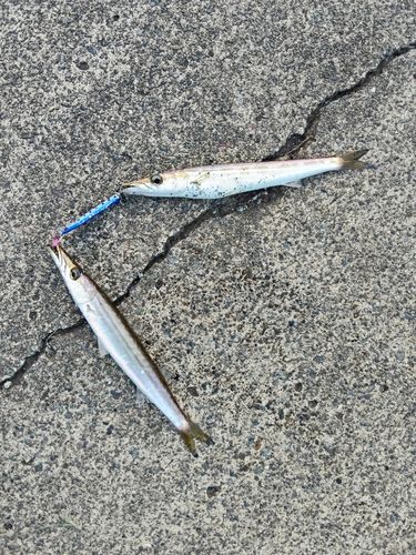 カマスの釣果