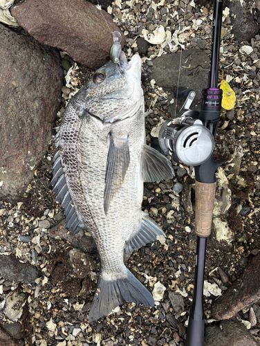 チヌの釣果