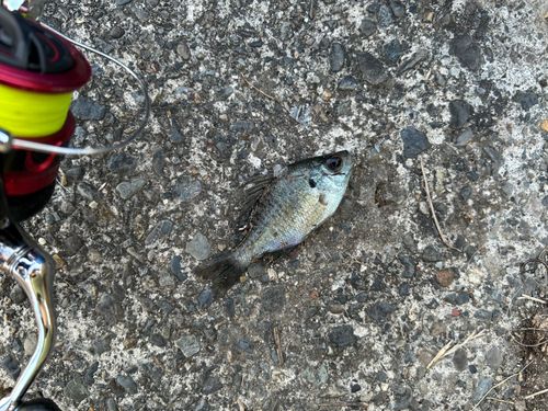 ブルーギルの釣果