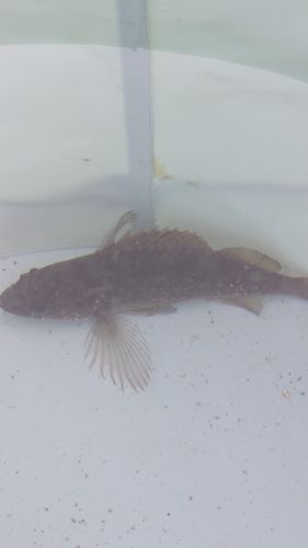 アイナメの釣果
