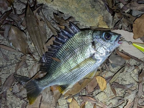 キチヌの釣果
