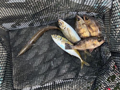 マアジの釣果
