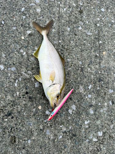 ショゴの釣果