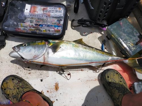 ワラサの釣果