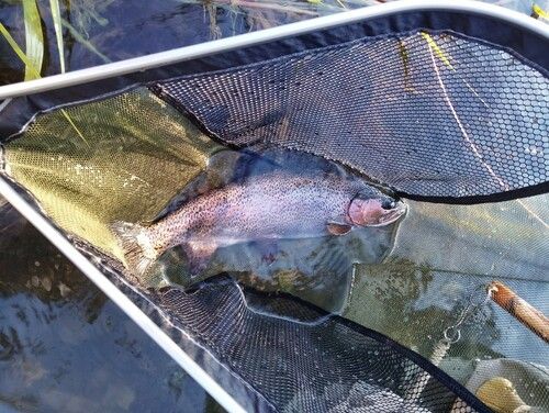 ニジマスの釣果