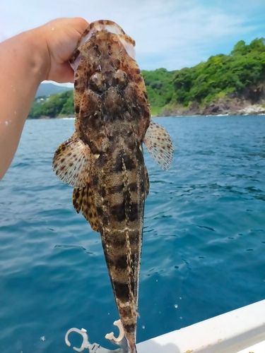 ワニゴチの釣果