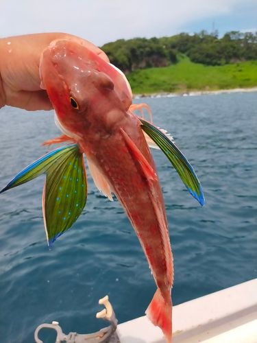 ホウボウの釣果
