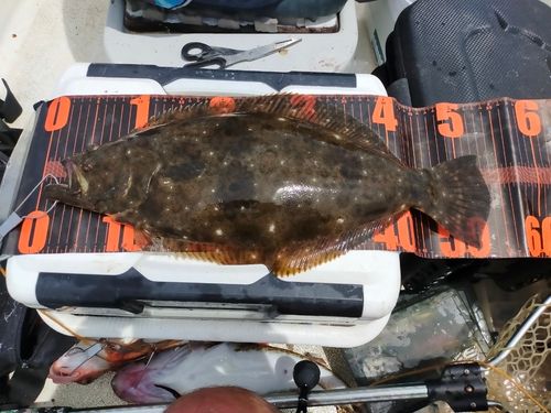 ヒラメの釣果