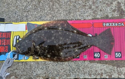 ヒラメの釣果