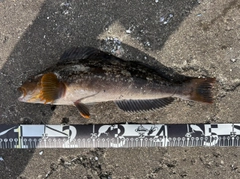 アイナメの釣果