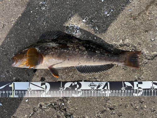 アイナメの釣果