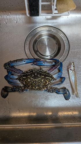 キスの釣果