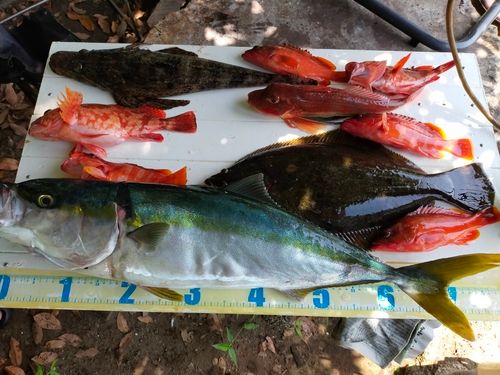 ワラサの釣果