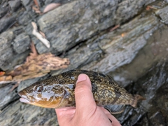アイナメの釣果