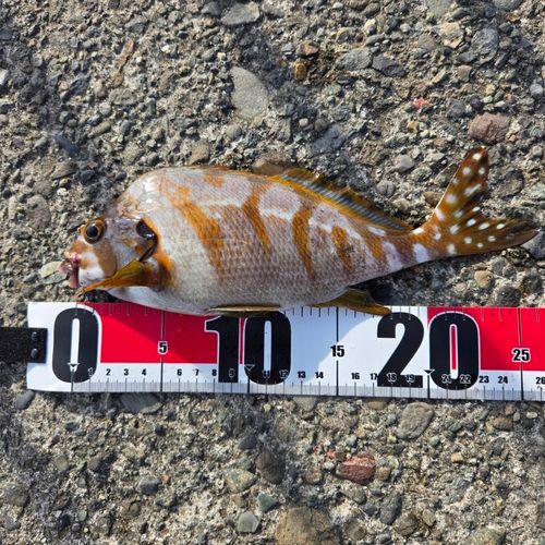 タカノハダイの釣果