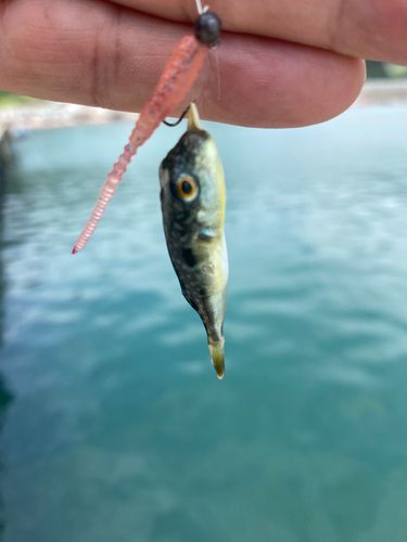 フグの釣果