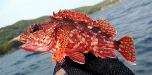 釣果
