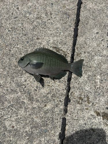 グレの釣果