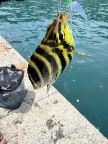 カゴカキダイの釣果