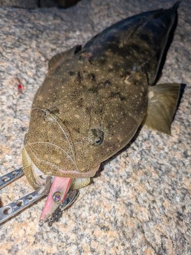 マゴチの釣果