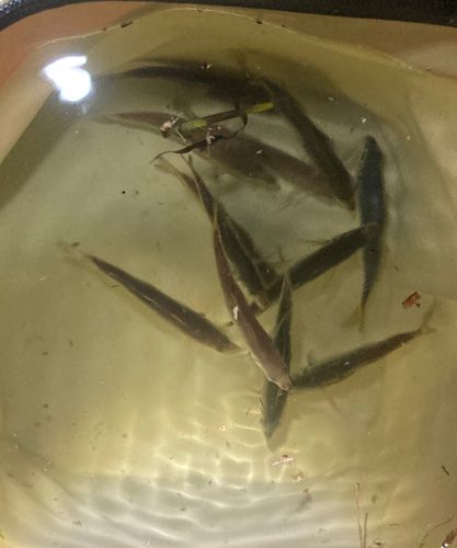 マアジの釣果