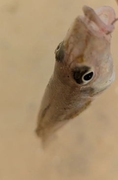 キスの釣果