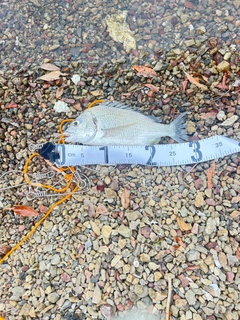 キチヌの釣果