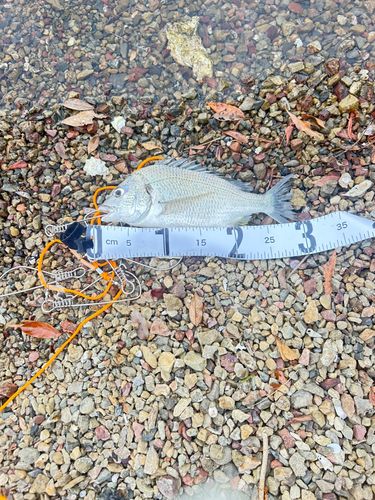キチヌの釣果
