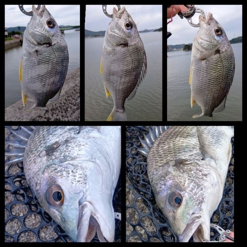 キビレの釣果